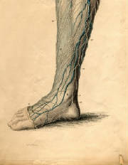 webassets/achilles-tendon5.jpg