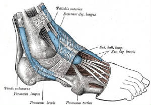 webassets/tarsal-tunnel.jpg